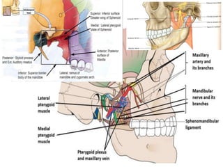 The temporal bone and transtemporal approaches | PPTX