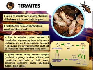 The termiticidal potential of c. odorata | PDF