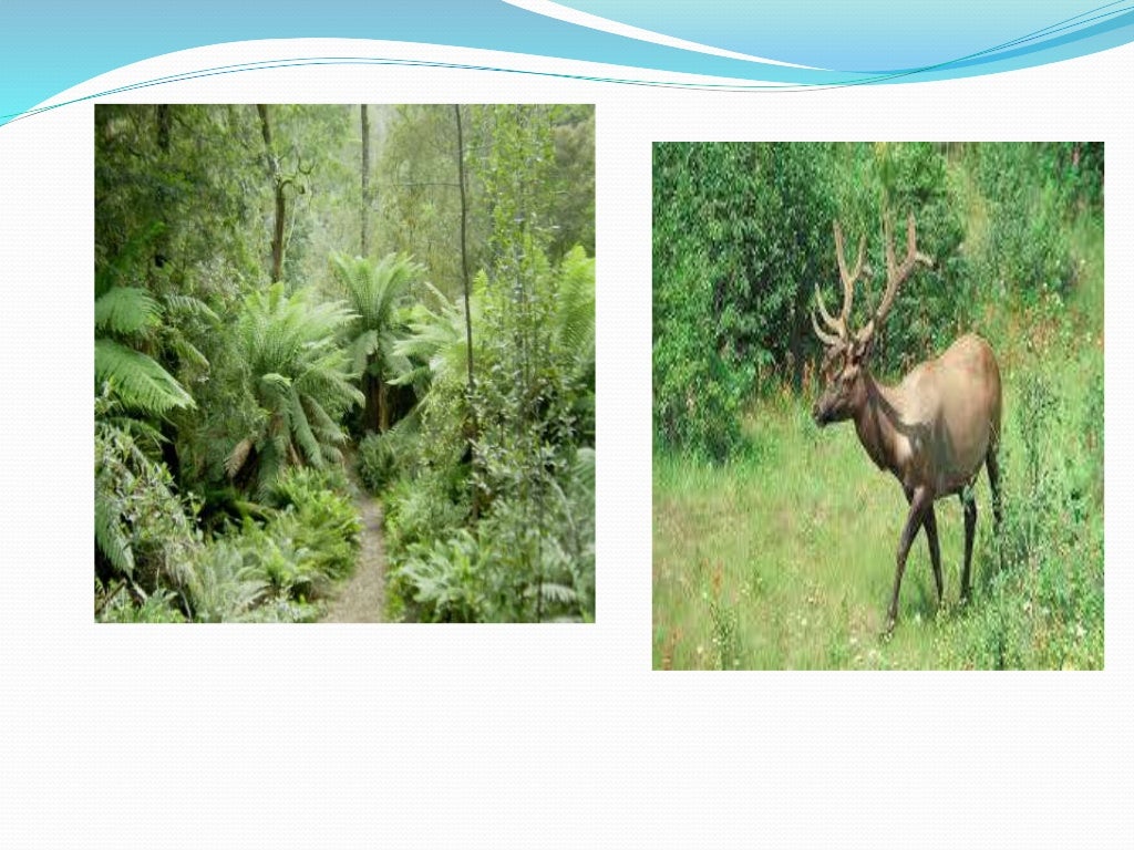 The terrestrial habitat