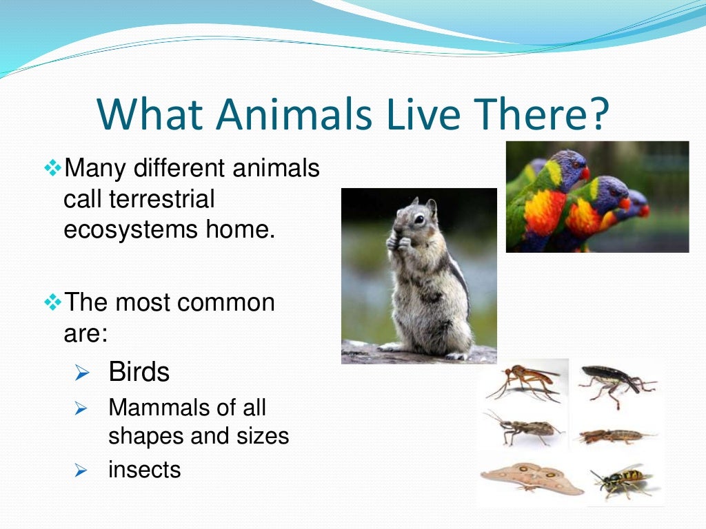 The terrestrial habitat