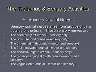 The Thalamus & Sensory Activities
              ►   Sensory Cranial Nerves
      Sensory cranial nerves arise from groups of cells
      outside of the brain. These sensory nerves are:
1.    The olfactory (first cranial—sensory only)
2.    The optic (second cranial—sensory only)
3.    The trigeminal (fifth cranial—motor and sensory)
4.    The facial (seventh cranial—motor and sensory)
5.    The acoustic (eighth cranial—sensory only)
6.    The glossopharyngeal (ninth cranial—motor and
      sensory)
7.    The vagus (tenth cranial—motor and sensory)
 