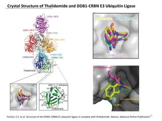 Crystal Structure of Thalidomide and DDB1-CRBN E3 Ubiquitin Ligase
10Fischer, E.S. et al. Structure of the DDB1-CRBN E3 ubiquitin ligase in complex with thalidomide. Nature, Advance Online Publication.
 