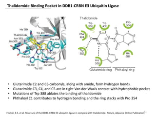 Thalidomide Binding Pocket in DDB1-CRBN E3 Ubiquitin Ligase
11Fischer, E.S. et al. Structure of the DDB1-CRBN E3 ubiquitin ligase in complex with thalidomide. Nature, Advance Online Publication.
• Glutarimide C2 and C6 carbonyls, along with amide, form hydrogen bonds
• Glutarimide C3, C4, and C5 are in tight Van der Waals contact with hydrophobic pocket
• Mutations of Trp 388 ablates the binding of thalidomide
• Phthaloyl C1 contributes to hydrogen bonding and the ring stacks with Pro 354
 