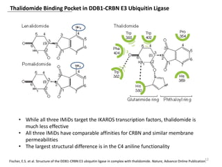 Thalidomide Binding Pocket in DDB1-CRBN E3 Ubiquitin Ligase
12Fischer, E.S. et al. Structure of the DDB1-CRBN E3 ubiquitin ligase in complex with thalidomide. Nature, Advance Online Publication.
• While all three IMiDs target the IKAROS transcription factors, thalidomide is
much less effective
• All three IMiDs have comparable affinities for CRBN and similar membrane
permeabilities
• The largest structural difference is in the C4 aniline functionality
 