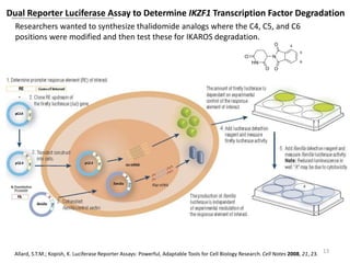 13Allard, S.T.M.; Kopish, K. Luciferase Reporter Assays: Powerful, Adaptable Tools for Cell Biology Research. Cell Notes 2008, 21, 23.
Researchers wanted to synthesize thalidomide analogs where the C4, C5, and C6
positions were modified and then test these for IKAROS degradation.
Dual Reporter Luciferase Assay to Determine IKZF1 Transcription Factor Degradation
 