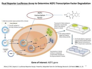 14Allard, S.T.M.; Kopish, K. Luciferase Reporter Assays: Powerful, Adaptable Tools for Cell Biology Research. Cell Notes 2008, 21, 23.
Dual Reporter Luciferase Assay to Determine IKZF1 Transcription Factor Degradation
IKZF1
transcription
factor
Gene of interest: IKZF1 gene
 