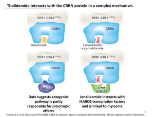 Thalidomide Interacts with the CRBN protein in a complex mechanism
17
Fischer, E.S. et al. Structure of the DDB1-CRBN E3 ubiquitin ligase in complex with thalidomide. Nature, Advance Online Publication.
Data suggests antagonist
pathway is partly
responsible for pleiotropic
effects
Lenalidomide interacts with
IKAROS transcription factors
and is linked to myleoma
 
