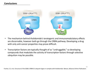 Conclusions
19
Fischer, E.S. et al. Structure of the DDB1-CRBN E3 ubiquitin ligase in complex with thalidomide. Nature, Advance Online Publication.
• The mechanism behind thalidomide’s teratogenic and immunomodulatory effects
are discernable, however both go through the CRBN pathway. Developing a drug
with only anti-cancer properties may prove difficult.
• Transcription factors are typically thought of as “undruggable,” so developing
compounds that modulate the activity of transcription factors through selective
ubiquition may be possible.
 