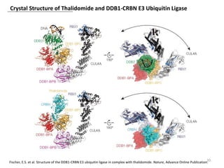 Crystal Structure of Thalidomide and DDB1-CRBN E3 Ubiquitin Ligase
20Fischer, E.S. et al. Structure of the DDB1-CRBN E3 ubiquitin ligase in complex with thalidomide. Nature, Advance Online Publication.
 