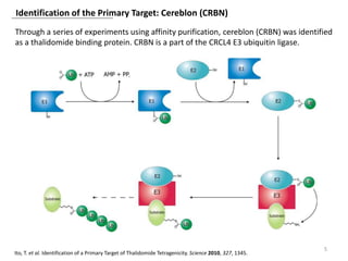 Identification of the Primary Target: Cereblon (CRBN)
5
Ito, T. et al. Identification of a Primary Target of Thalidomide Tetragenicity. Science 2010, 327, 1345.
Through a series of experiments using affinity purification, cereblon (CRBN) was identified
as a thalidomide binding protein. CRBN is a part of the CRCL4 E3 ubiquitin ligase.
 