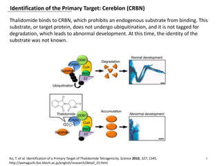 Identification of the Primary Target: Cereblon (CRBN)
6Ito, T. et al. Identification of a Primary Target of Thalidomide Tetragenicity. Science 2010, 327, 1345.
http://yamaguchi.bio.titech.ac.jp/english/research/detail_25.html
Thalidomide binds to CRBN, which prohibits an endogenous substrate from binding. This
substrate, or target protein, does not undergo ubiquitination, and it is not tagged for
degradation, which leads to abnormal development. At this time, the identity of the
substrate was not known.
 