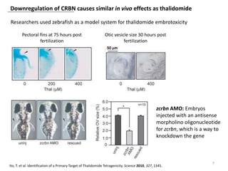 Downregulation of CRBN causes similar in vivo effects as thalidomide
7
Ito, T. et al. Identification of a Primary Target of Thalidomide Tetragenicity. Science 2010, 327, 1345.
Researchers used zebrafish as a model system for thalidomide embrotoxicity
Pectoral fins at 75 hours post
fertilization
Otic vesicle size 30 hours post
fertilization
zcrbn AMO: Embryos
injected with an antisense
morpholino oligonucleotide
for zcrbn, which is a way to
knockdown the gene
 