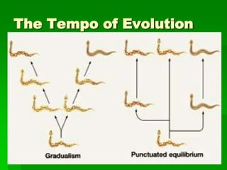 The Theory of Evolution | PPTX