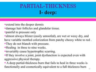 I- deep:
extend into the deeper dermis
damage hair follicles and glandular tissue.
painful to pressure only
almost always blister (easily unroofed), are wet or waxy dry, and
have variable mottled colorization from patchy cheesy white to red .
They do not blanch with pressure.
Healing in three to nine weeks.
invariably cause hypertrophic scarring.
If they involve a joint, joint dysfunction is expected even with
aggressive physical therapy.
 A deep partial-thickness burn that fails to heal in three weeks is
functionally and cosmetically equivalent to a full thickness burn 10

 