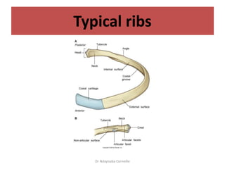 The Thoracic cage Anatomy.pptx