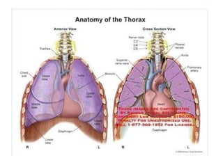 The Thorax.pdf anatomy power point human | PDF