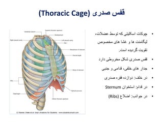 The Thorax.pdf anatomy power point human | PDF