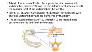 THE THORAX AND CHEST WALL BIOMECHANICS.pptx