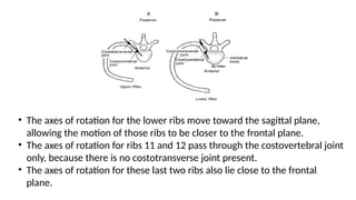 THE THORAX AND CHEST WALL BIOMECHANICS.pptx