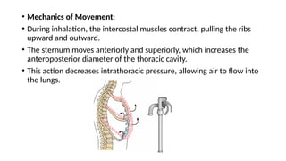 THE THORAX AND CHEST WALL BIOMECHANICS.pptx