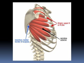 Comprehensive Anatomy and Function of the Thorax and Chest Wall | PPTX