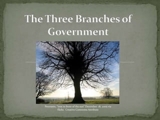 The Three Branches of Government Peterastn, “tree in front of the sun” December  18, 2005 via flickr,  Creative Commons Attribute 