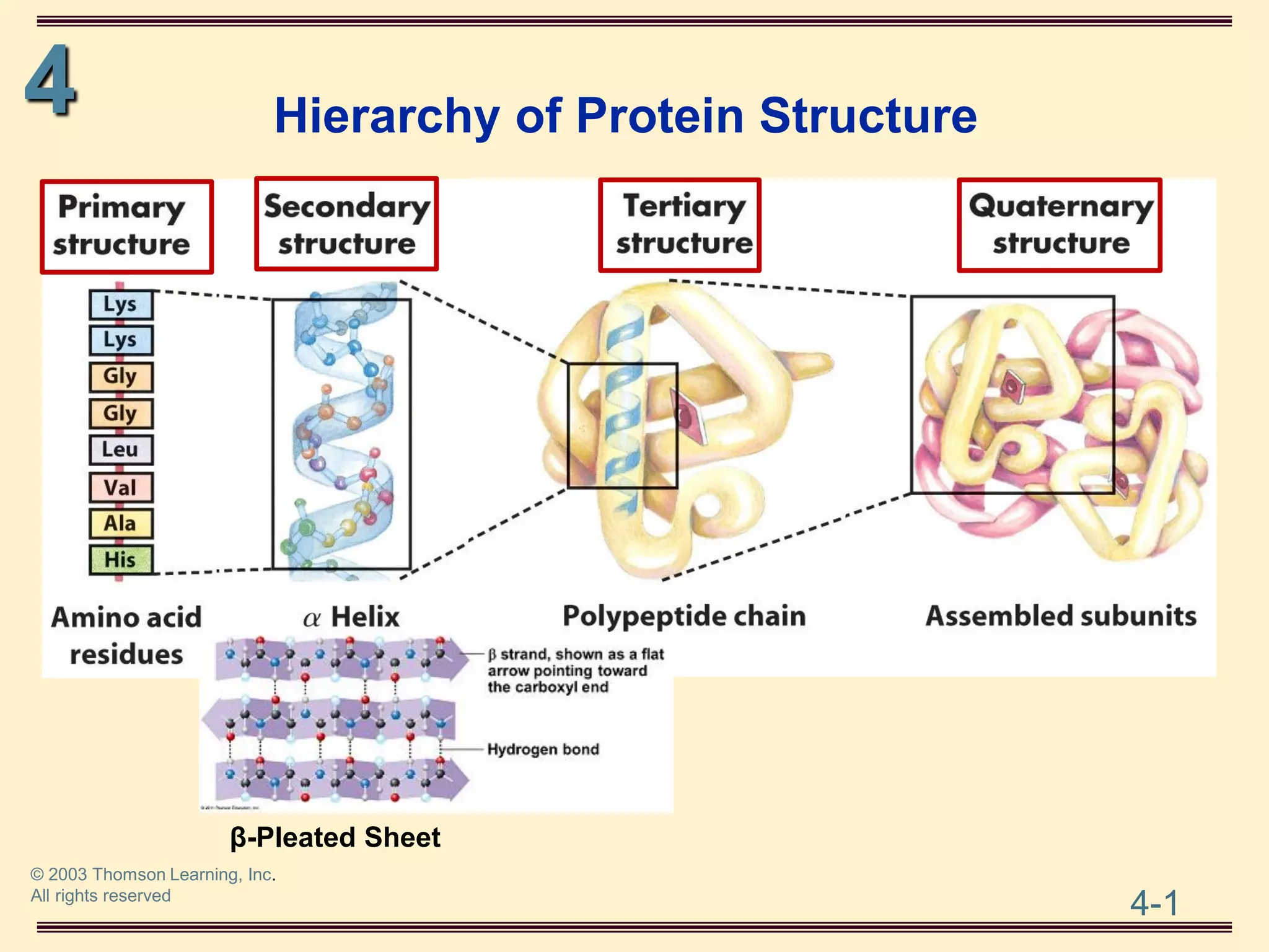 THE THREE DIMENSIONAL STRUCTURE OF PROTEINS.pdf