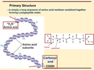 THE THREE DIMENSIONAL STRUCTURE OF PROTEINS.pdf