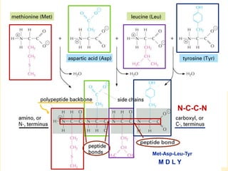 THE THREE DIMENSIONAL STRUCTURE OF PROTEINS.pdf
