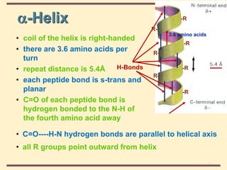 THE THREE DIMENSIONAL STRUCTURE OF PROTEINS.pdf
