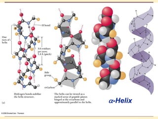 THE THREE DIMENSIONAL STRUCTURE OF PROTEINS.pdf