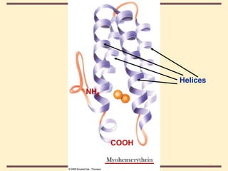 THE THREE DIMENSIONAL STRUCTURE OF PROTEINS.pdf