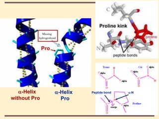 THE THREE DIMENSIONAL STRUCTURE OF PROTEINS.pdf