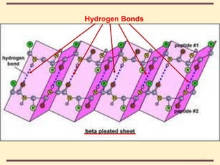 THE THREE DIMENSIONAL STRUCTURE OF PROTEINS.pdf