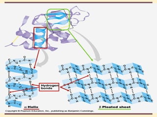 THE THREE DIMENSIONAL STRUCTURE OF PROTEINS.pdf