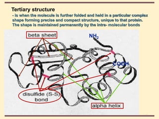 THE THREE DIMENSIONAL STRUCTURE OF PROTEINS.pdf