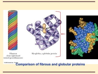 THE THREE DIMENSIONAL STRUCTURE OF PROTEINS.pdf
