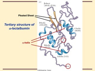 THE THREE DIMENSIONAL STRUCTURE OF PROTEINS.pdf
