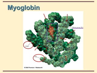 THE THREE DIMENSIONAL STRUCTURE OF PROTEINS.pdf