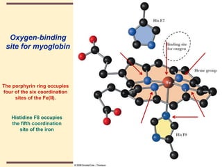 THE THREE DIMENSIONAL STRUCTURE OF PROTEINS.pdf