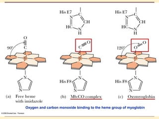 THE THREE DIMENSIONAL STRUCTURE OF PROTEINS.pdf
