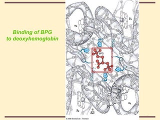 THE THREE DIMENSIONAL STRUCTURE OF PROTEINS.pdf