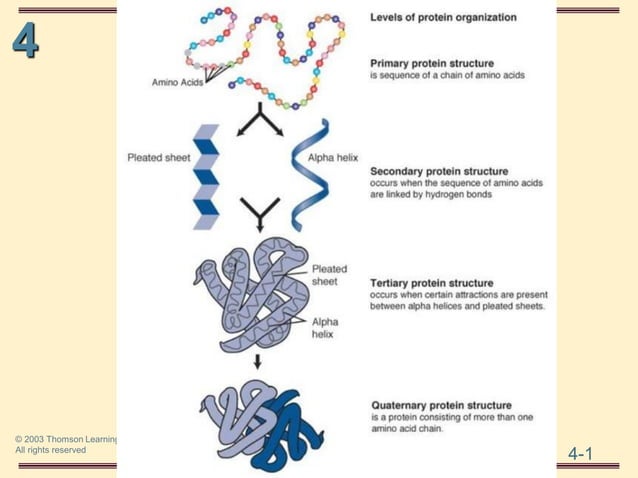 THE THREE DIMENSIONAL STRUCTURE OF PROTEINS.pdf