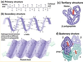 THE THREE DIMENSIONAL STRUCTURE OF PROTEINS.pdf