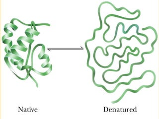THE THREE DIMENSIONAL STRUCTURE OF PROTEINS.pdf