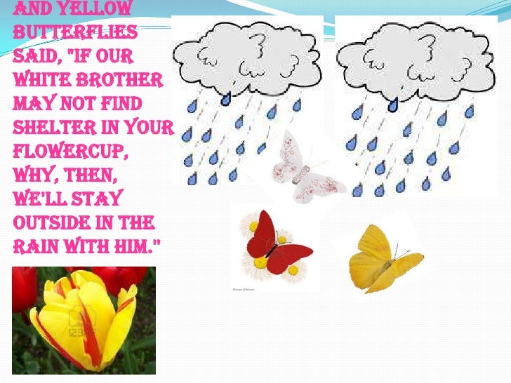 The three little butterfly brothers