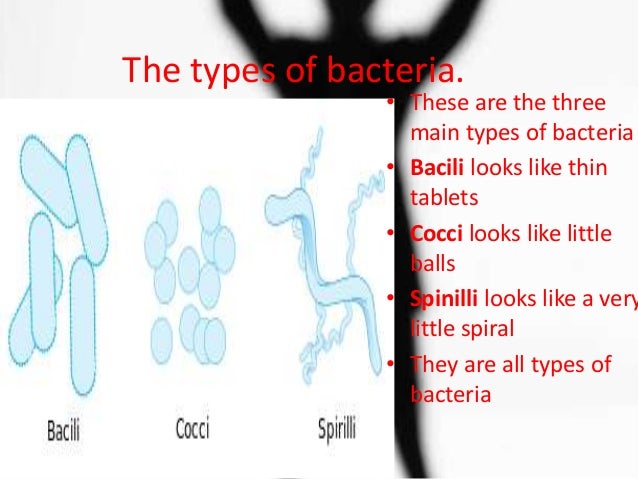 The three main types of bacteria