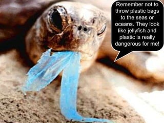Remember not to
throw plastic bags
to the seas or
oceans. They look
like jellyfish and
plastic is really
dangerous for me!
