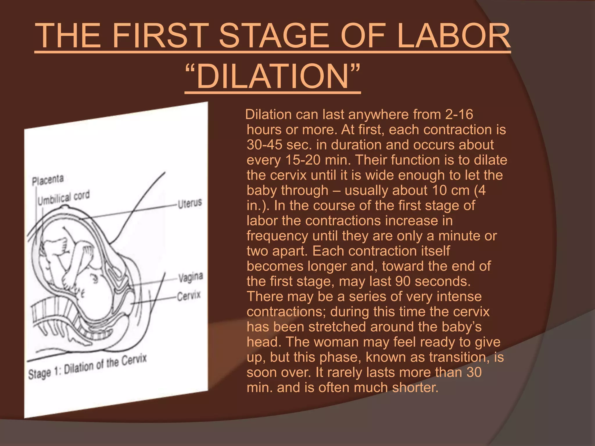 THE FIRST STAGE OF LABOR “DILATION”      Dilation can last anywhere from 2-16 hours or more. At first, each contraction is 30-45 sec. in duration and occurs about every 15-20 min. Their function is to dilate the cervix until it is wide enough to let the baby through – usually about 10 cm (4 in.). In the course of the first stage of labor the contractions increase in frequency until they are only a minute or two apart. Each contraction itself becomes longer and, toward the end of the first stage, may last 90 seconds. There may be a series of very intense contractions; during this time the cervix has been stretched around the baby’s head. The woman may feel ready to give up, but this phase, known as transition, is soon over. It rarely lasts more than 30 min. and is often much shorter.