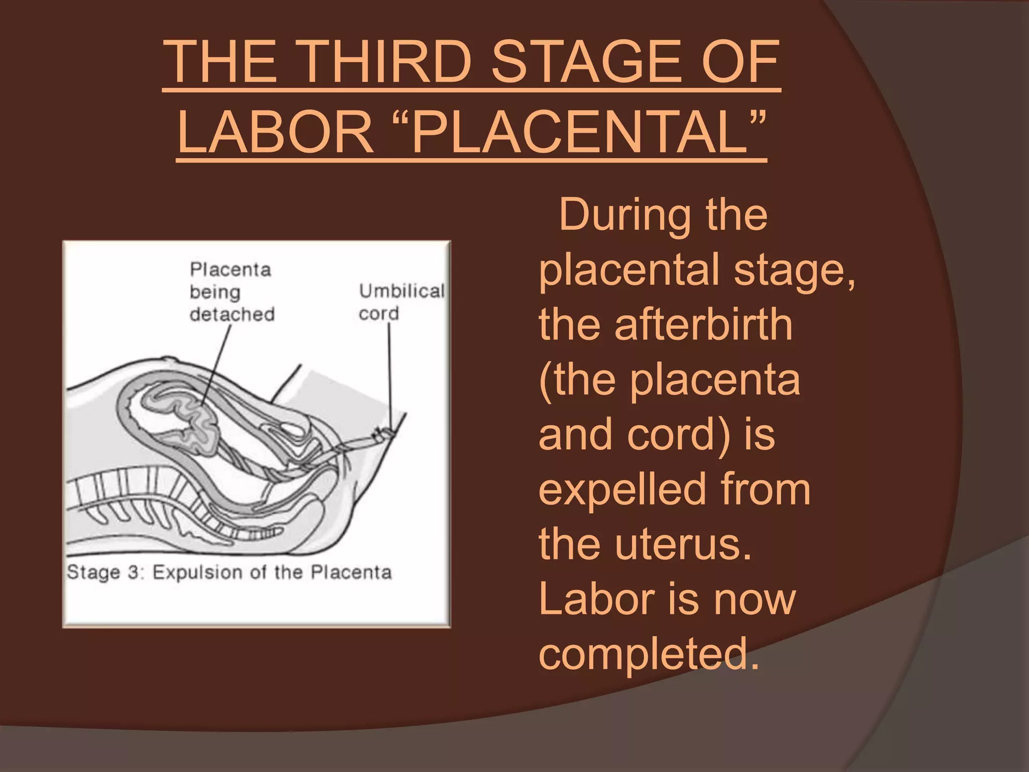 THE THIRD STAGE OF LABOR “PLACENTAL”     During the placental stage, the afterbirth (the placenta and cord) is expelled from the uterus. Labor is now completed. 